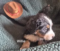 Willie, a male Bernese Mountain Dog for sale in Exeter, MO – 4 of 4