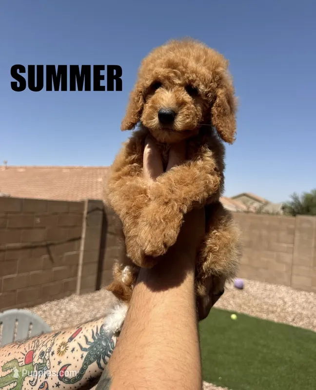 Summer – Goldendoodle puppy for sale in Peoria, AZ