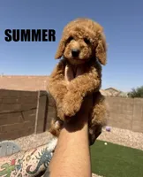 Summer, a female Goldendoodle for sale in Peoria, AZ – 1 of 4