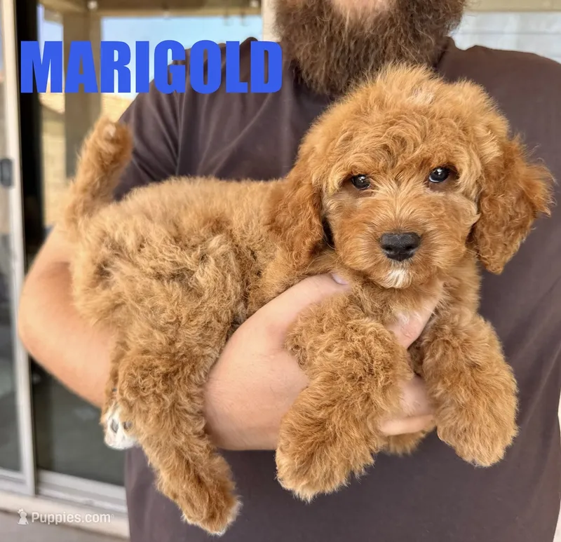 Marigold – Goldendoodle puppy for sale in Peoria, AZ