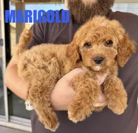 Marigold, a female Goldendoodle for sale in Peoria, AZ – 1 of 4