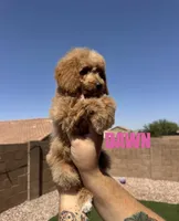 Dawn, a female Goldendoodle for sale in Peoria, AZ – 2 of 4
