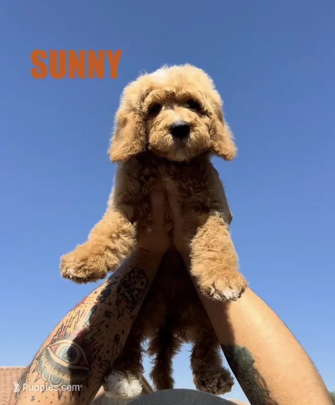 Sunny – Goldendoodle puppy for sale in Peoria, AZ