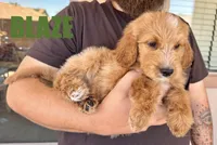 Blaze , a male Goldendoodle for sale in Peoria, AZ – 1 of 4