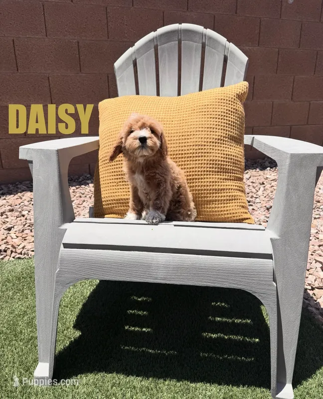 Daisy – Goldendoodle puppy for sale in Peoria, AZ