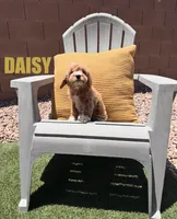 Daisy, a female Goldendoodle for sale in Peoria, AZ – 1 of 4