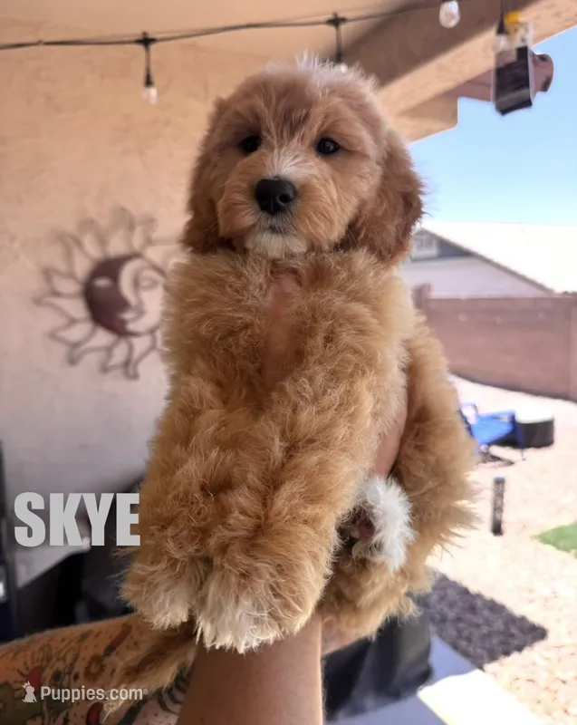 Skye – Goldendoodle puppy for sale in Peoria, AZ