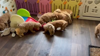 Summer, a female Goldendoodle for sale in Peoria, AZ – 4 of 4