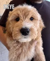 Skye, a female Goldendoodle for sale in Peoria, AZ – 2 of 4