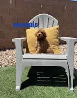 Marigold, a female Goldendoodle for sale in Peoria, AZ – 2 of 4