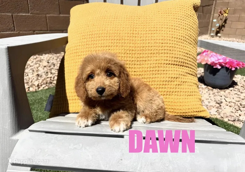 Dawn – Goldendoodle puppy for sale in Peoria, AZ