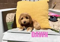 Dawn, a female Goldendoodle for sale in Peoria, AZ – 1 of 4