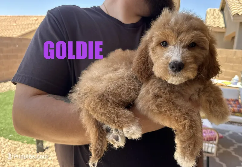 Goldie – Goldendoodle puppy for sale in Peoria, AZ