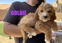 Goldie, a female Goldendoodle for sale in Peoria, AZ – 1 of 3