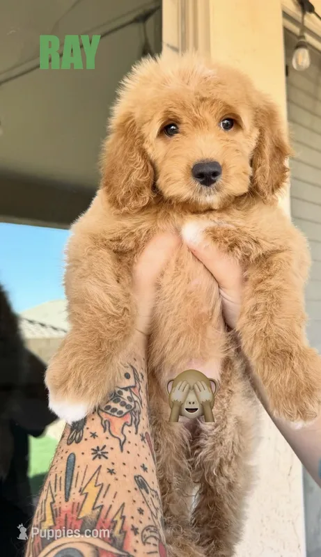 Ray – Goldendoodle puppy for sale in Peoria, AZ