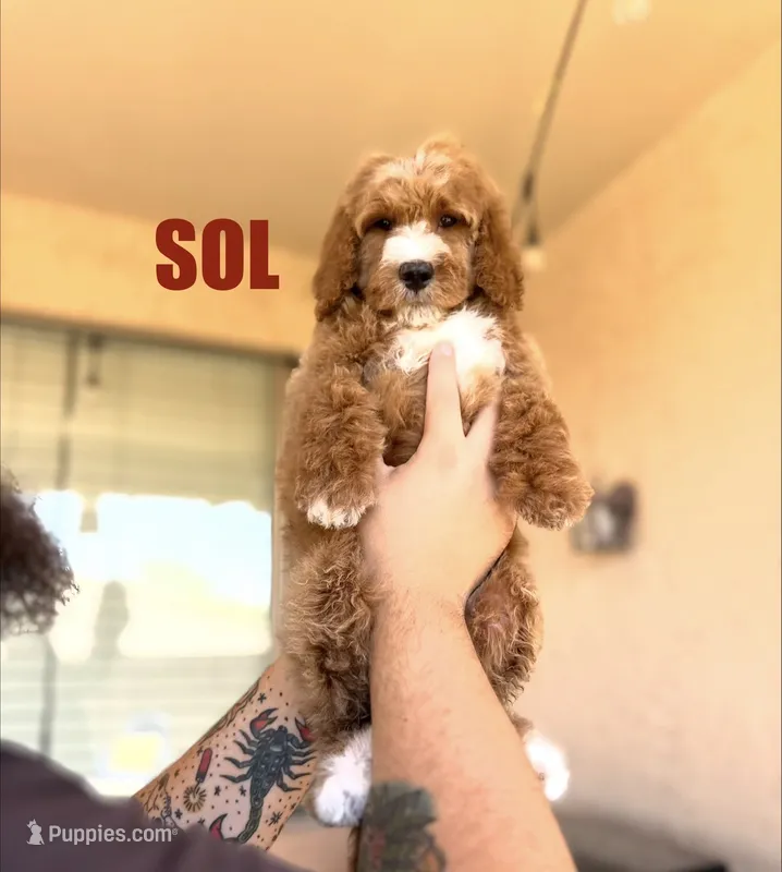 Sol – Goldendoodle puppy for sale in Peoria, AZ