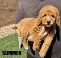 Summer, a female Goldendoodle for sale in Peoria, AZ – 2 of 4