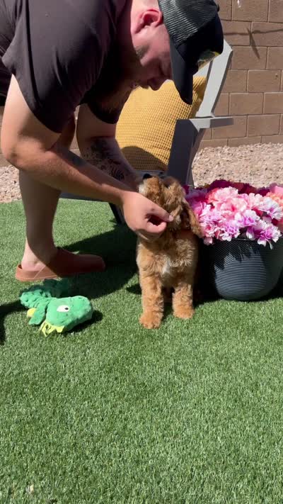 Sunny, a male Goldendoodle for sale in Peoria, AZ – 2 of 4