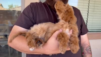 Blaze , a male Goldendoodle for sale in Peoria, AZ – 2 of 4