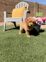 Ray, a male Goldendoodle for sale in Peoria, AZ – 2 of 5