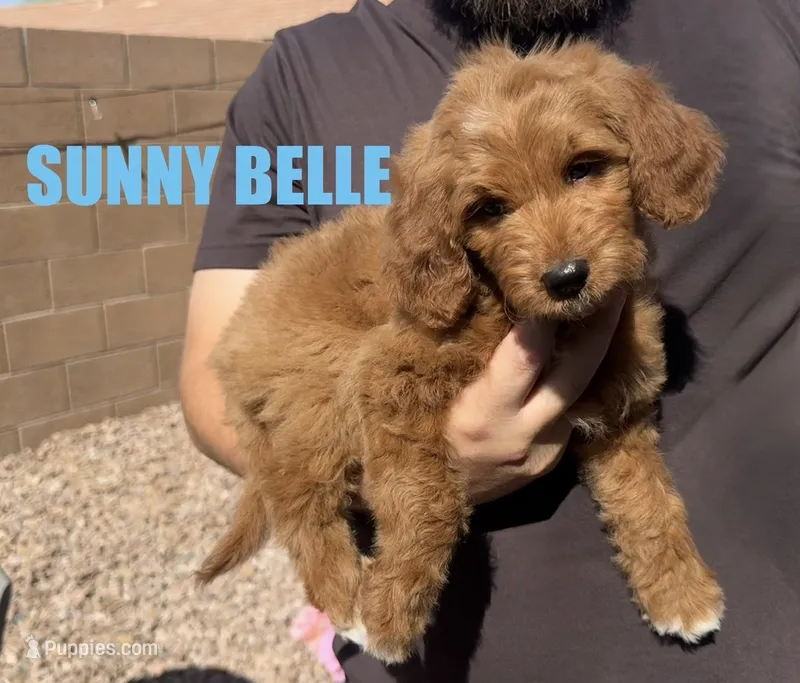 Sunny Belle – Goldendoodle puppy for sale in Peoria, AZ