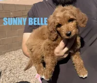 Sunny Belle, a female Goldendoodle for sale in Peoria, AZ – 1 of 3