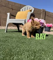 Ray, a male Goldendoodle for sale in Peoria, AZ – 3 of 5