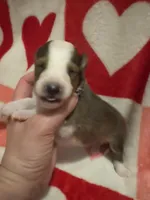 Prince Caspian, a male Shetland Sheepdog for sale in Kirksville, MO – Photo 1 of 5