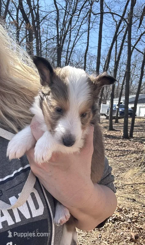 Prince Caspian – Shetland Sheepdog puppy for sale in Kirksville, MO