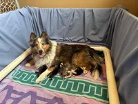 Prince Caspian, a male Shetland Sheepdog for sale in Kirksville, MO – Photo 4 of 5