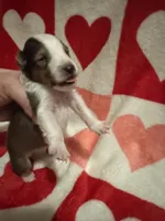 Prince Caspian, a male Shetland Sheepdog for sale in Kirksville, MO – Photo 2 of 5