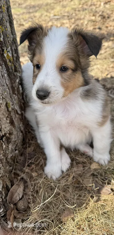 Prince Caspian – Shetland Sheepdog puppy for sale in Kirksville, MO