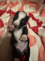 Susan, a female Shetland Sheepdog for sale in Kirksville, MO – Photo 1 of 5