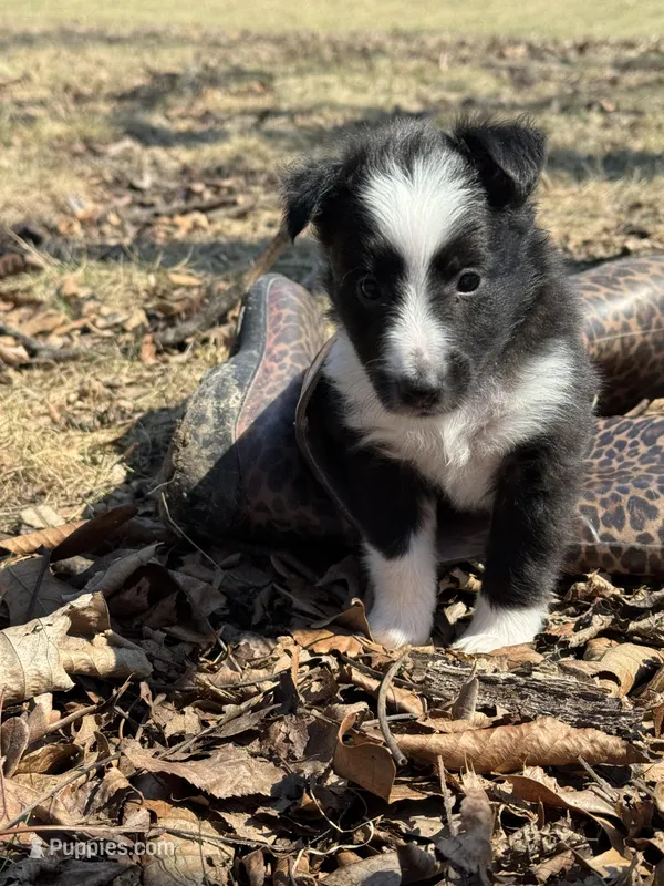 Susan – Shetland Sheepdog puppy for sale in Kirksville, MO
