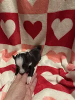 Susan, a female Shetland Sheepdog for sale in Kirksville, MO – Photo 2 of 5