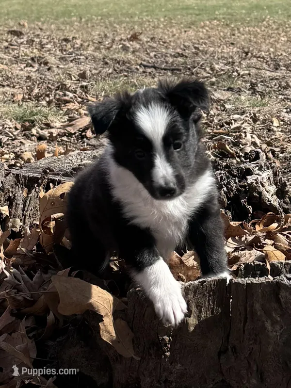 Susan – Shetland Sheepdog puppy for sale in Kirksville, MO