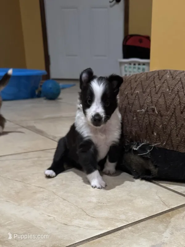 Edmund – Shetland Sheepdog puppy for sale in Kirksville, MO