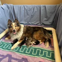 Edmund, a male Shetland Sheepdog for sale in Kirksville, MO – Photo 6 of 7