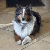 Edmund, a male Shetland Sheepdog for sale in Kirksville, MO – Photo 5 of 7