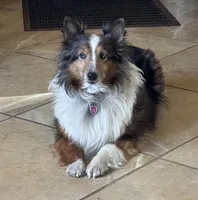 Edmund, a male Shetland Sheepdog for sale in Kirksville, MO – Photo 1 of 5