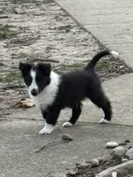 Edmund, a male Shetland Sheepdog for sale in Kirksville, MO – Photo 3 of 7