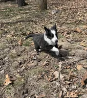Edmund, a male Shetland Sheepdog for sale in Kirksville, MO – Photo 4 of 7