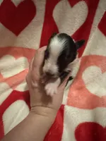 Edmund, a male Shetland Sheepdog for sale in Kirksville, MO – Photo 2 of 5