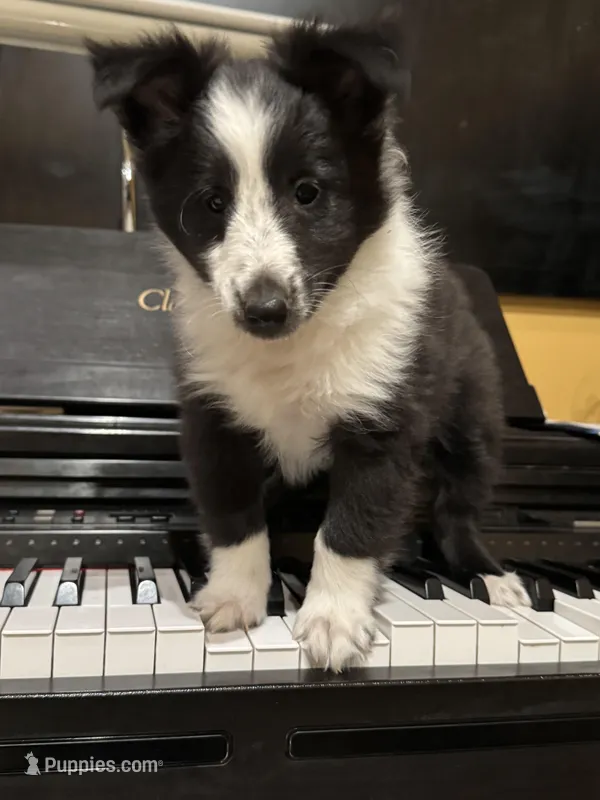 Edmund – Shetland Sheepdog puppy for sale in Kirksville, MO
