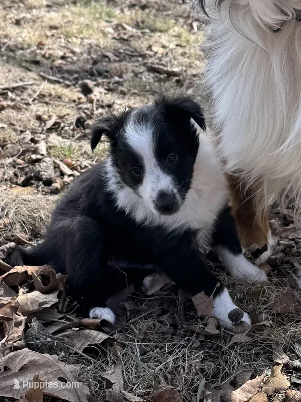 Edmund – Shetland Sheepdog puppy for sale in Kirksville, MO