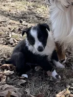 Edmund, a male Shetland Sheepdog for sale in Kirksville, MO – Photo 2 of 7