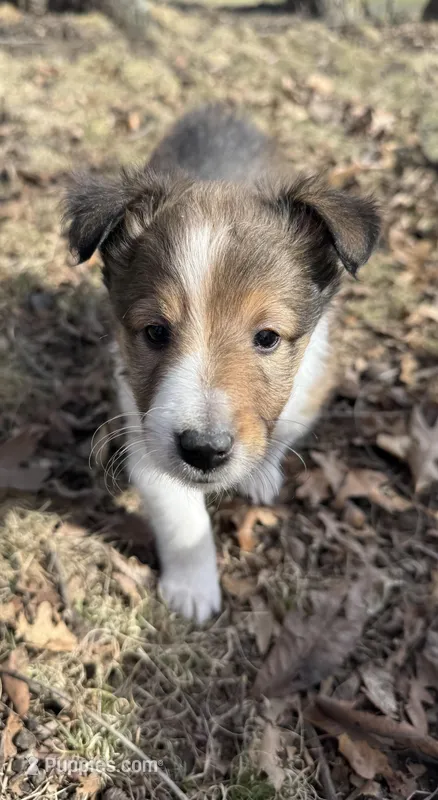 Lucy – Shetland Sheepdog puppy on hold in Kirksville, MO