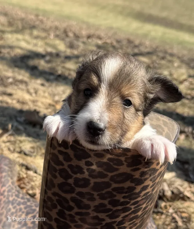 Lucy – Shetland Sheepdog puppy for sale in Kirksville, MO
