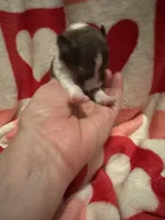 Lucy, a female Shetland Sheepdog for sale in Kirksville, MO – Photo 1 of 5