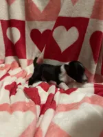 Peter, a male Shetland Sheepdog for sale in Kirksville, MO – Photo 1 of 5